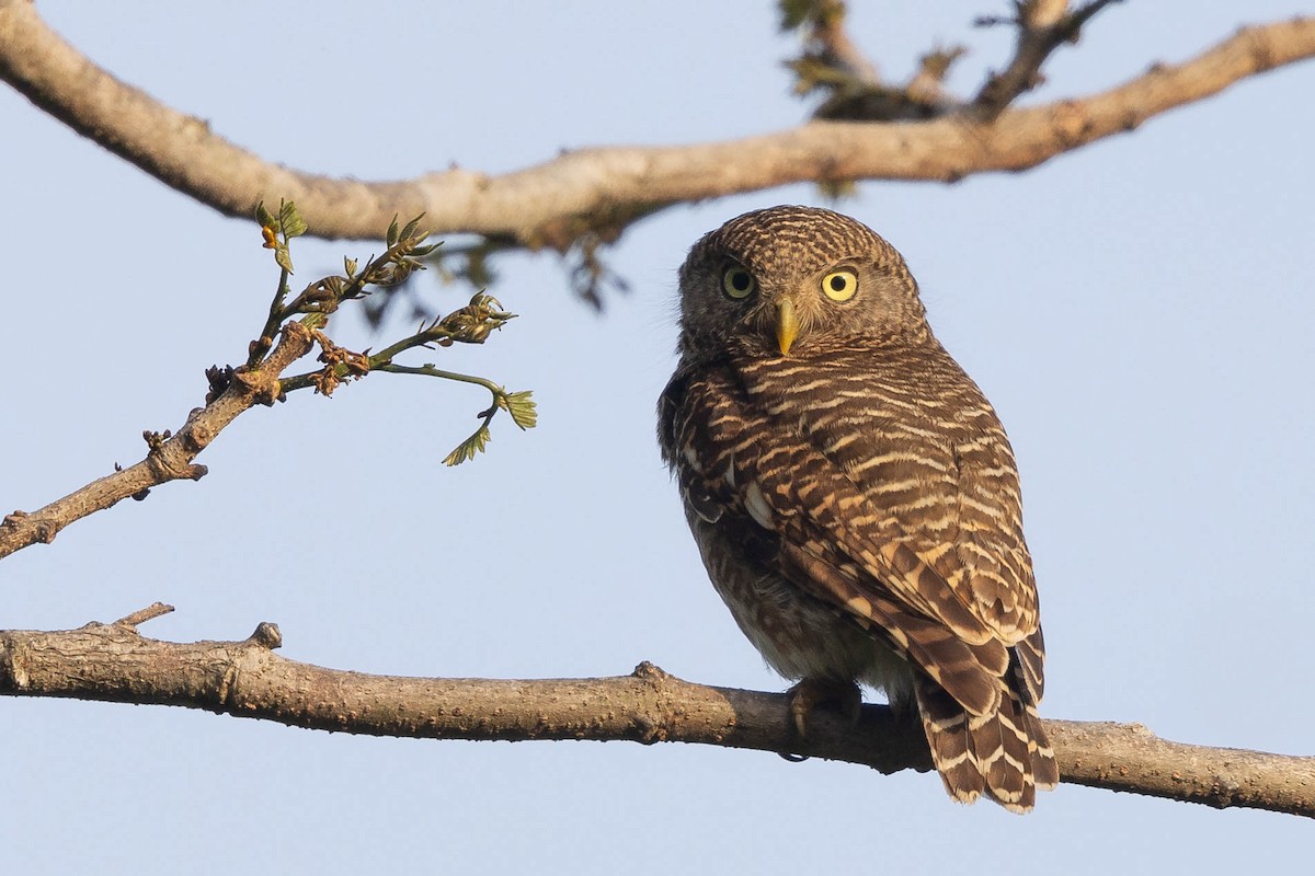 Asian Barred Owlet - ML636098687
