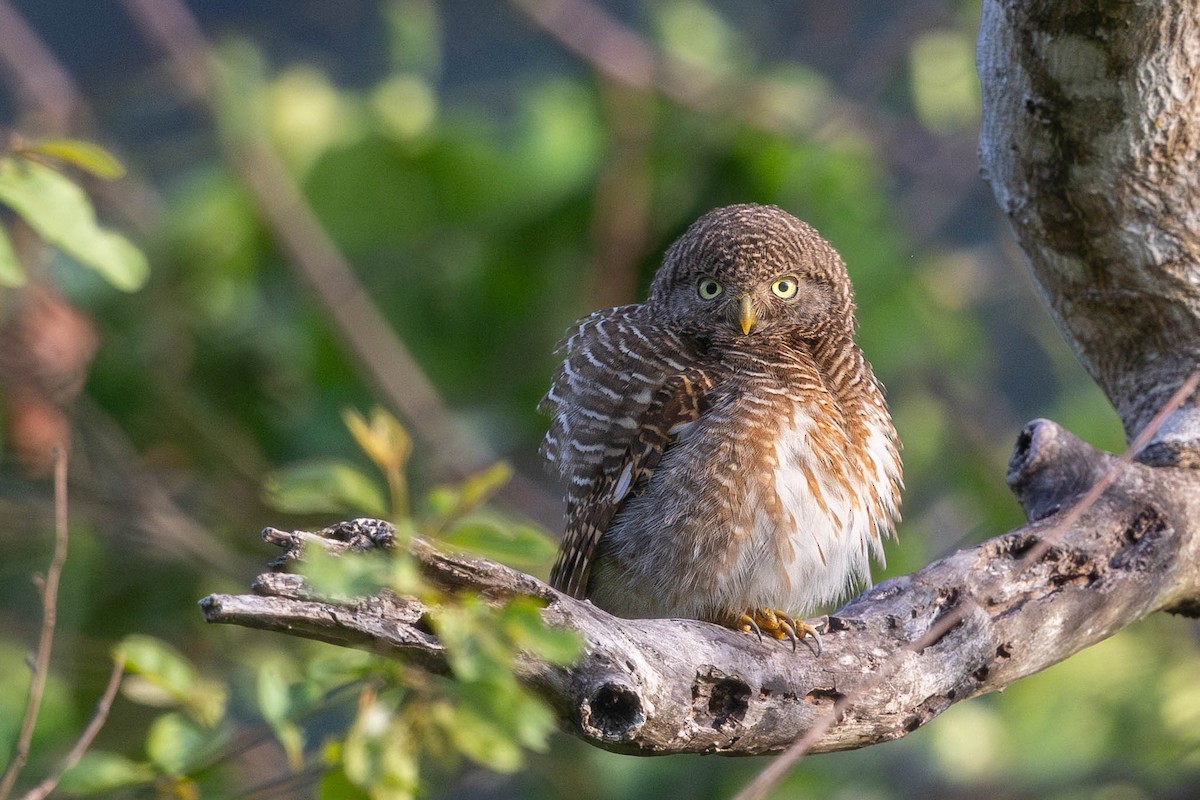 Asian Barred Owlet - ML636098688