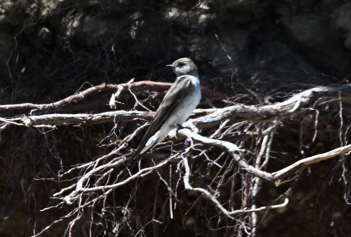 Northern Rough-winged Swallow - ML636098806