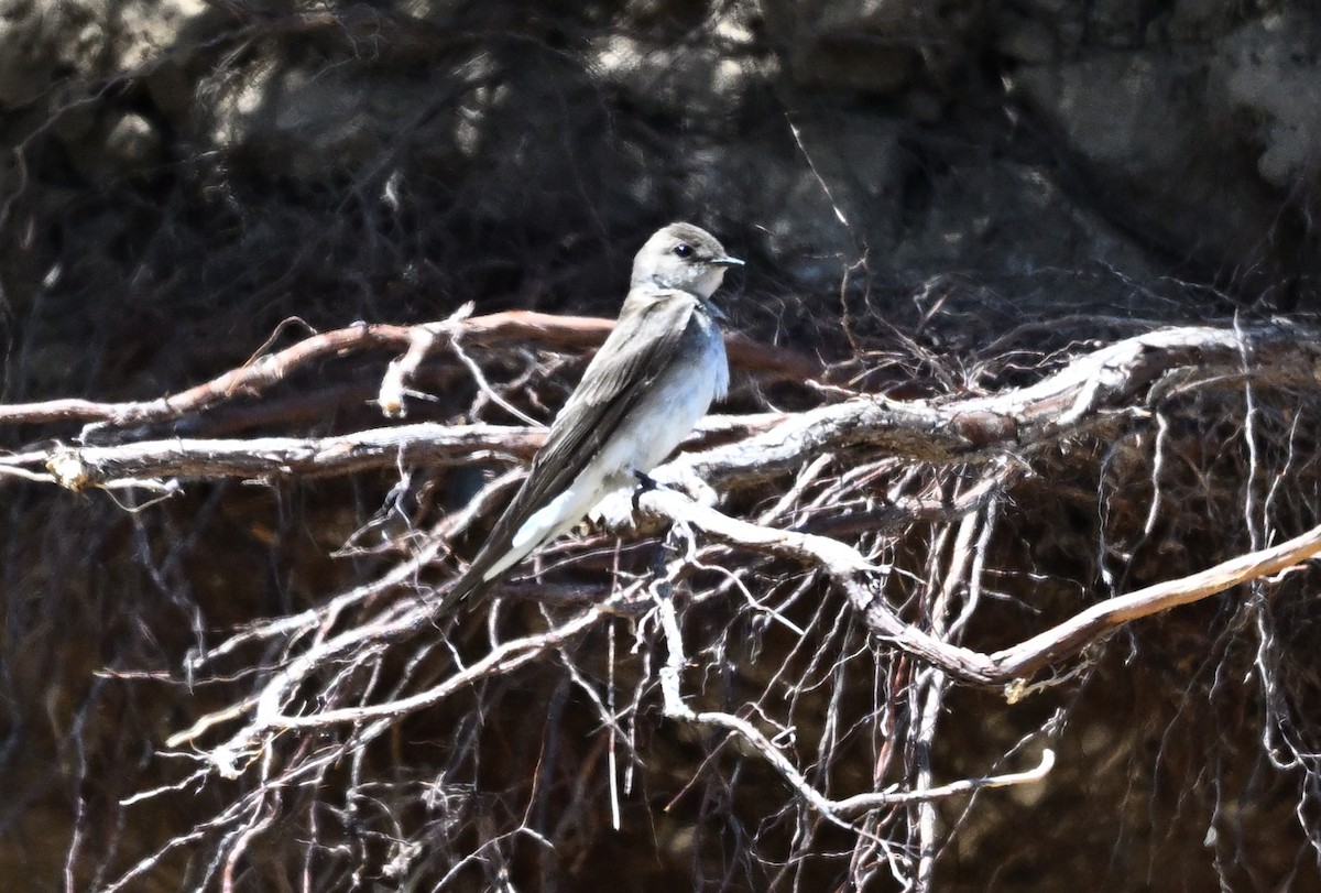 Northern Rough-winged Swallow - ML636098807