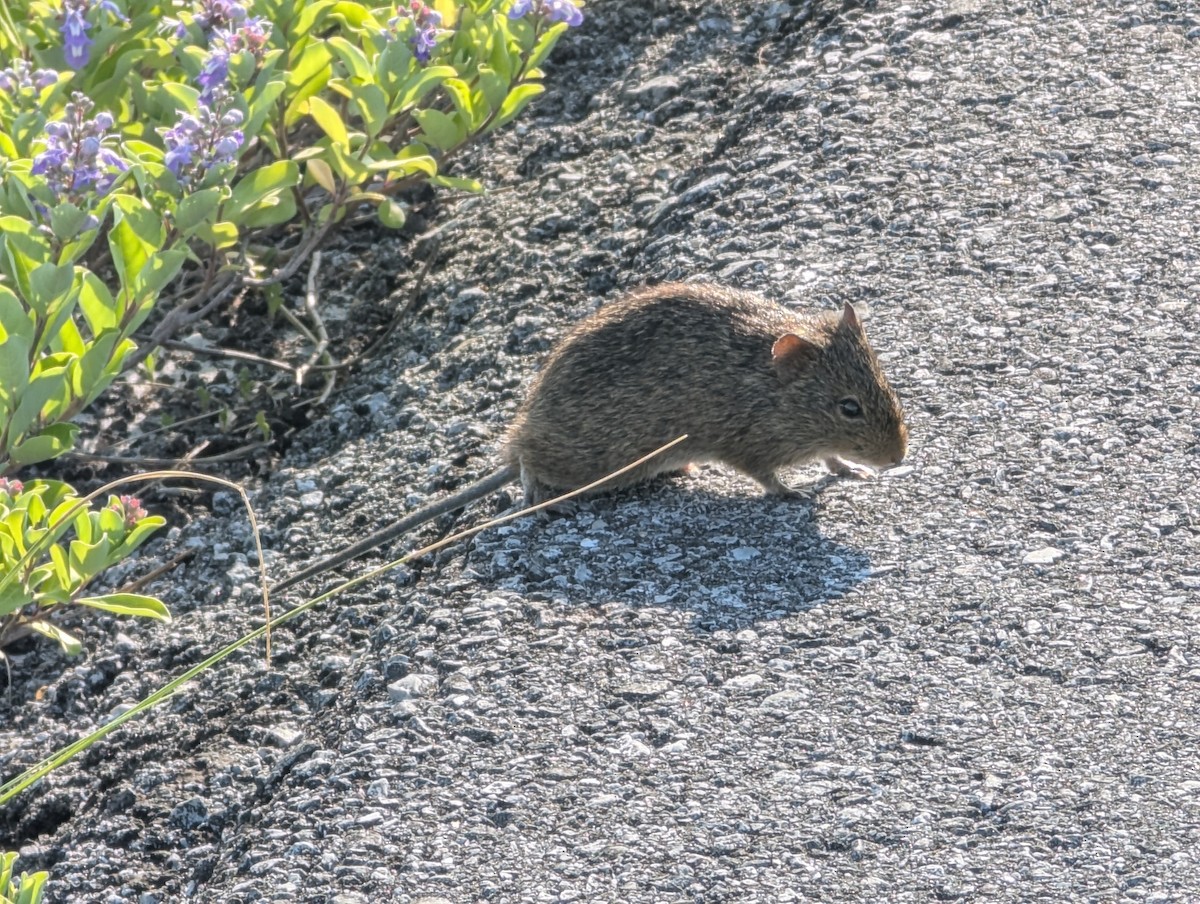 Hispid Cotton Rat - ML636099001