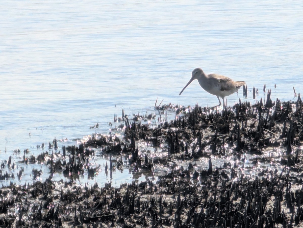 Short-billed Dowitcher - ML636099057
