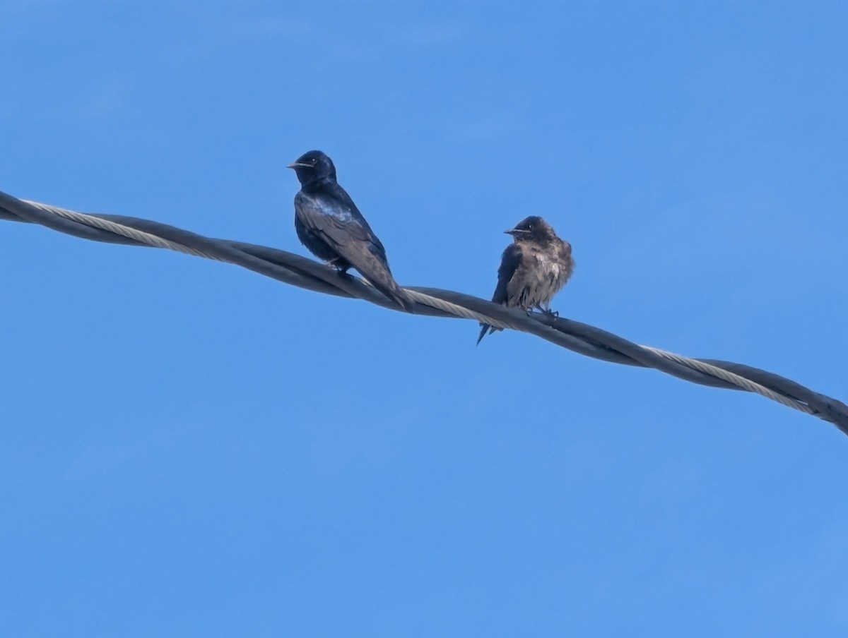 Purple Martin - ML636099085