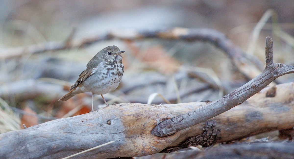 Hermit Thrush - ML636099104