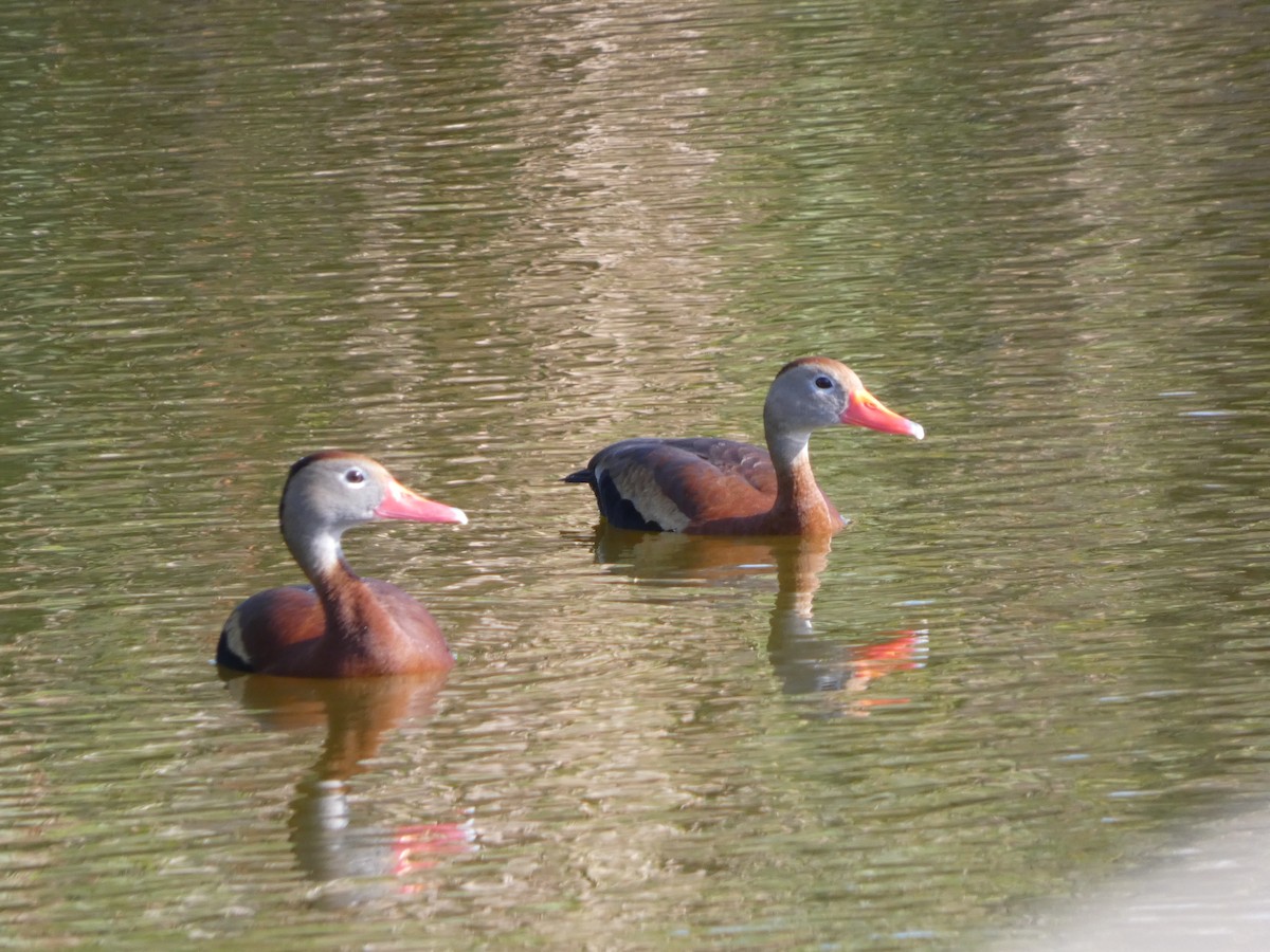 Black-bellied Whistling-Duck - ML636099114