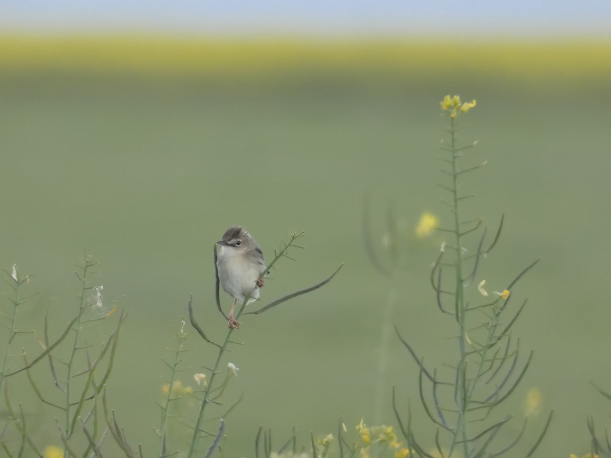 Zitting Cisticola - ML636099221
