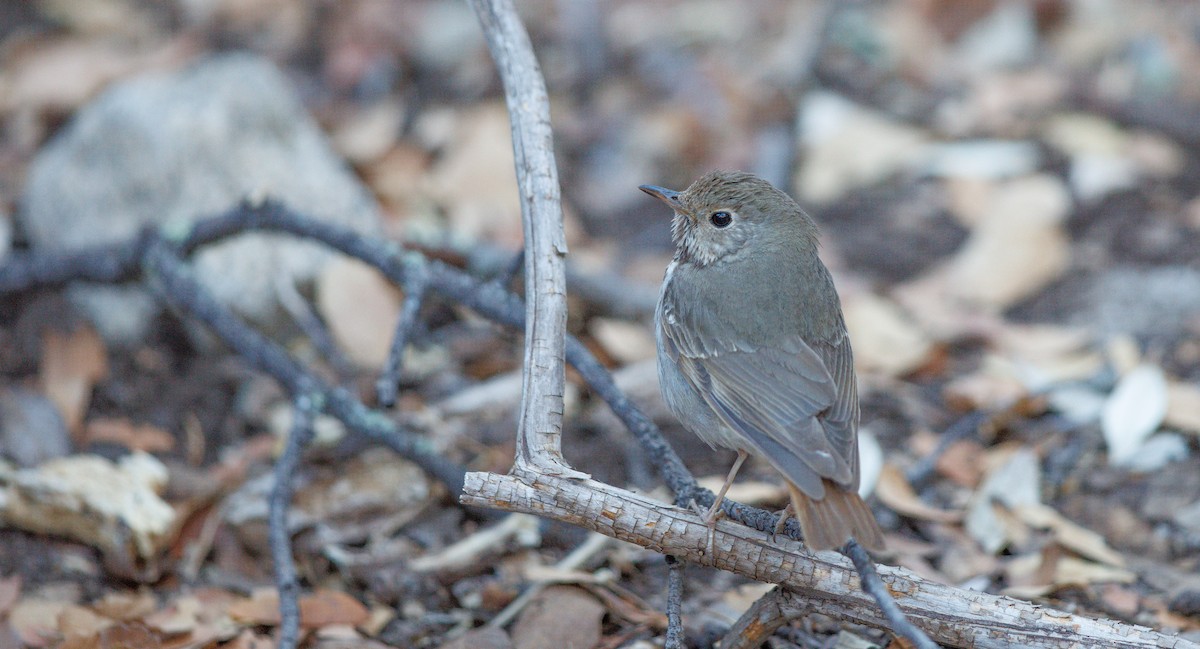 Hermit Thrush - ML636099223