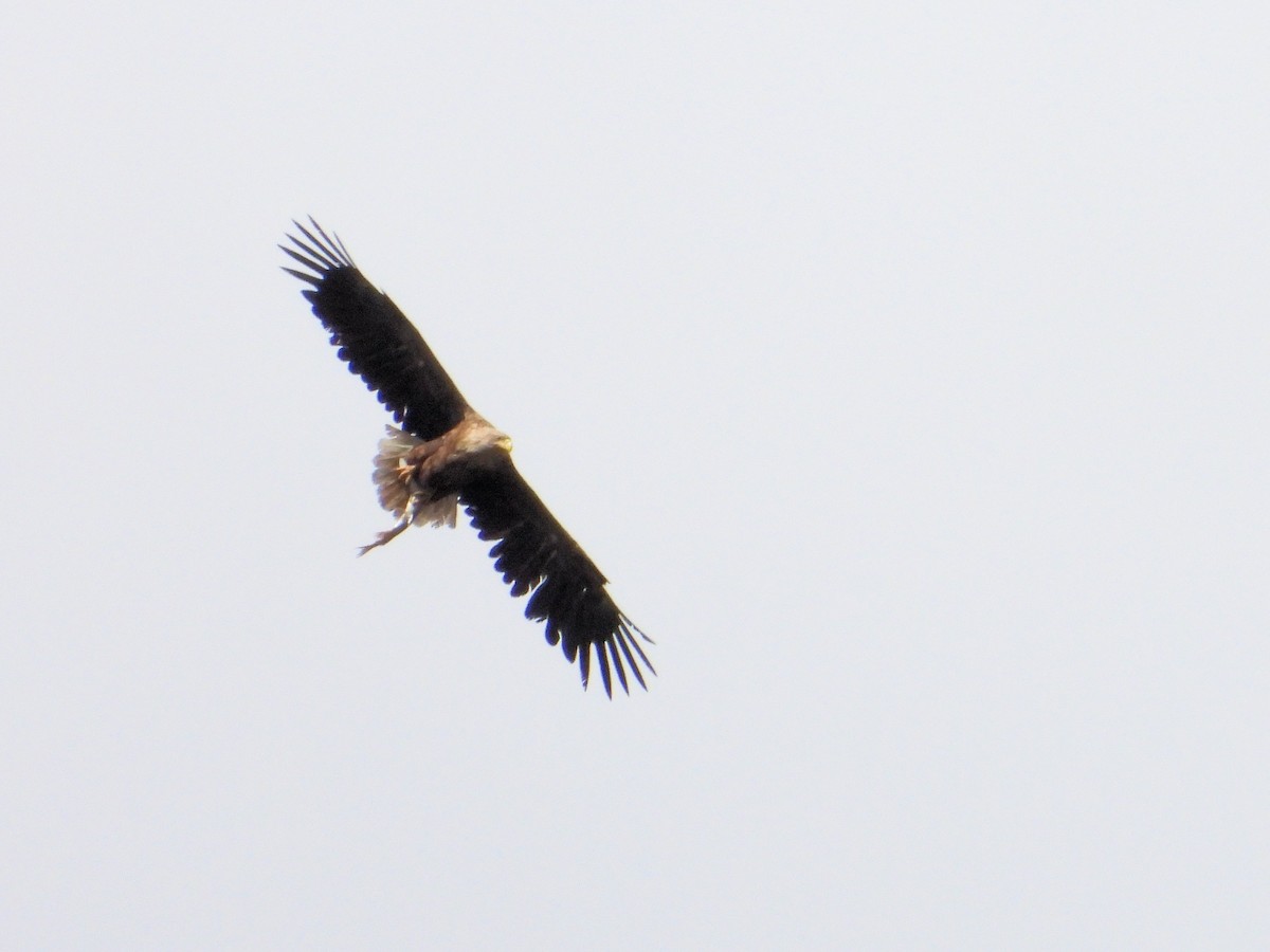 White-tailed Eagle - ML636099264