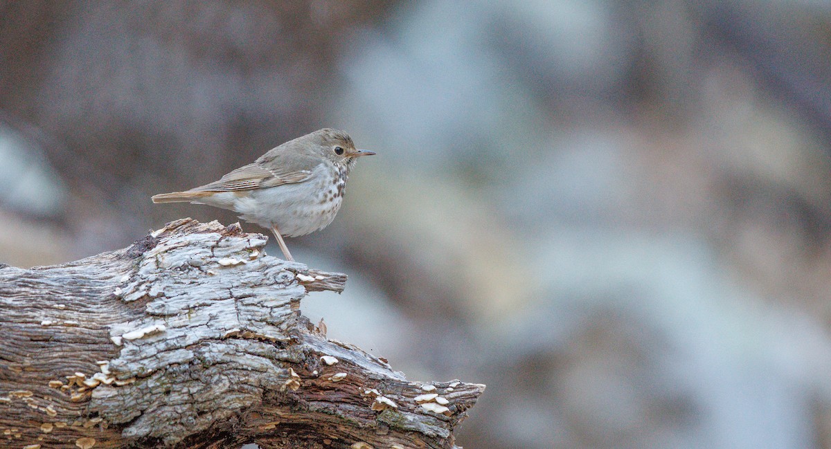 Hermit Thrush - ML636099618