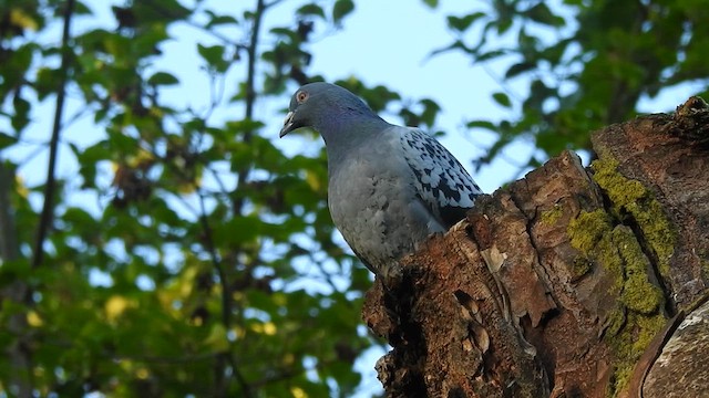 Rock Pigeon (Feral Pigeon) - ML636099661
