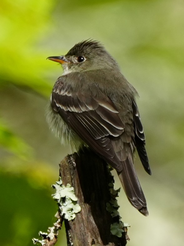 Least Flycatcher - ML636099702