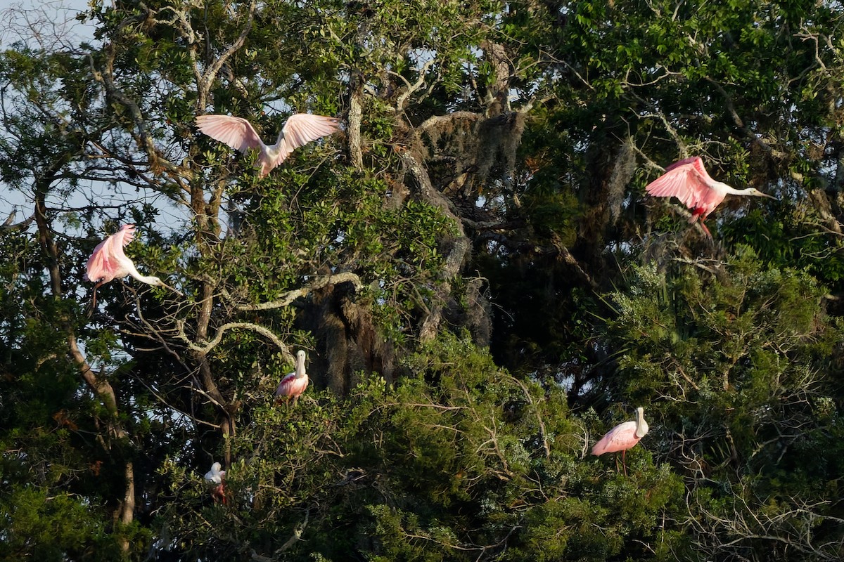 Roseate Spoonbill - ML636099813