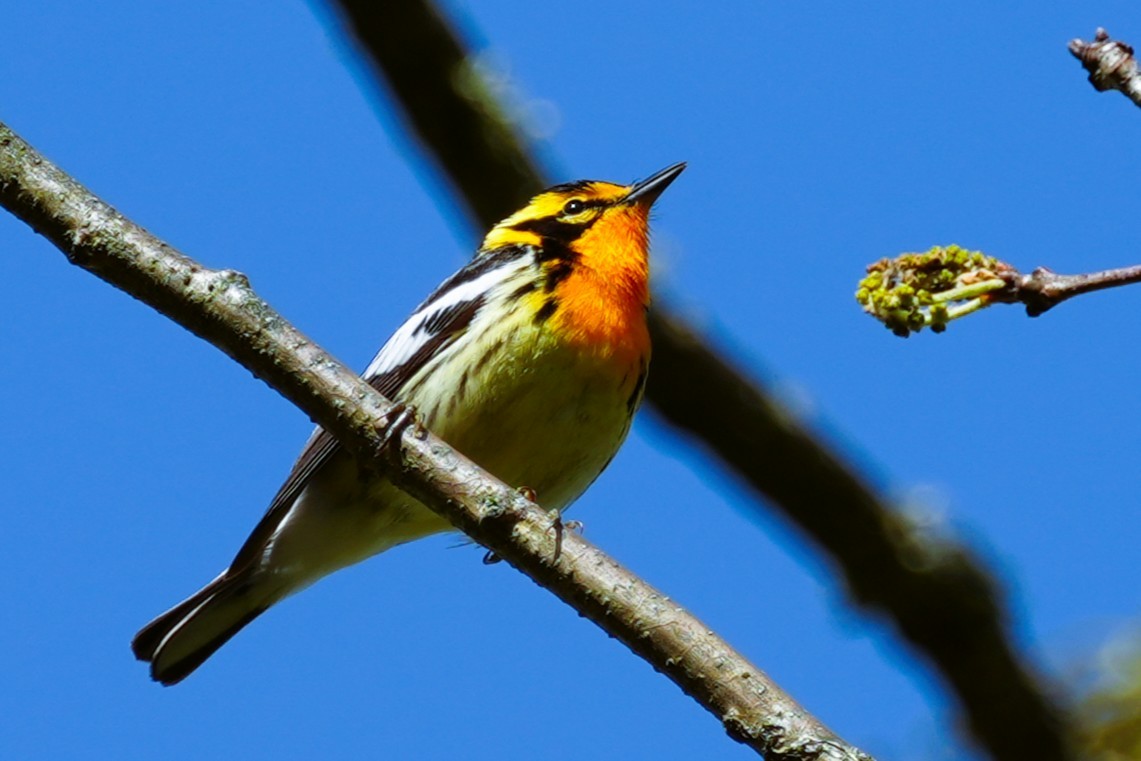 Blackburnian Warbler - ML636099839