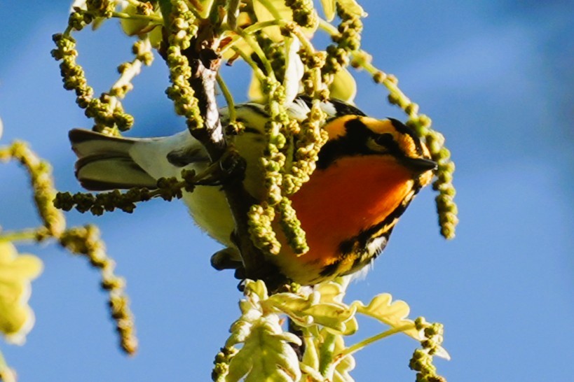 Blackburnian Warbler - ML636099840