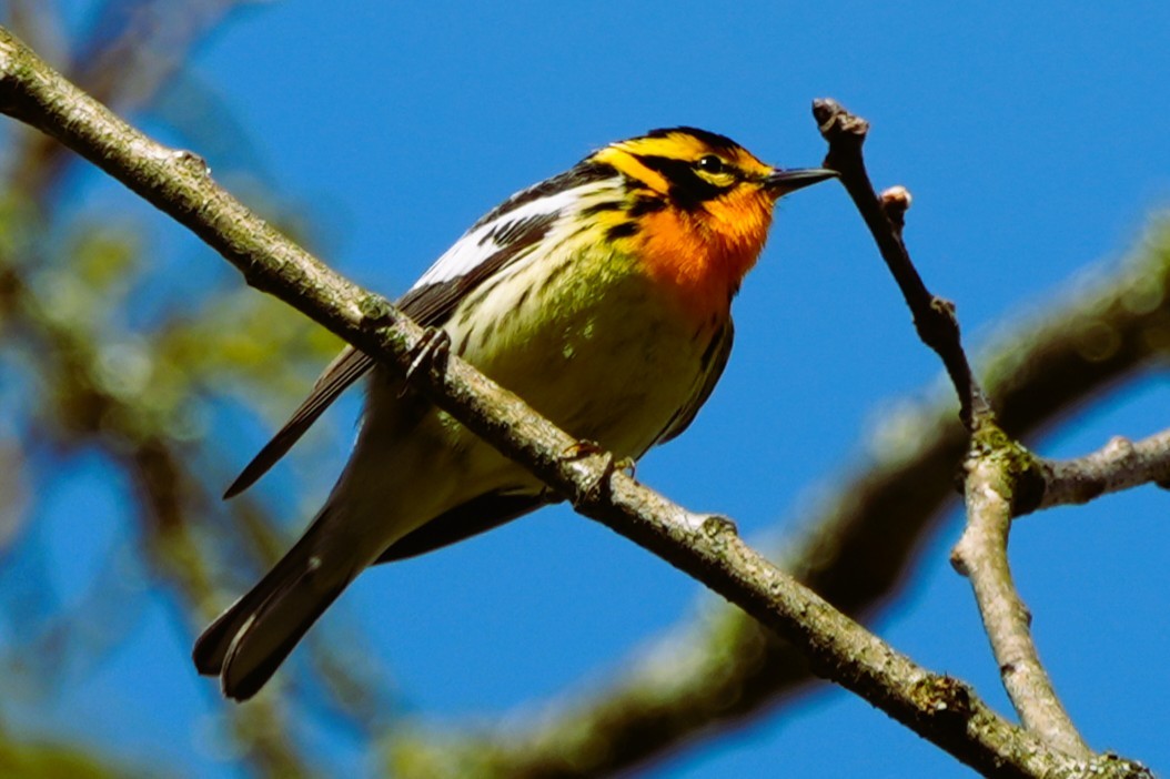 Blackburnian Warbler - ML636099841