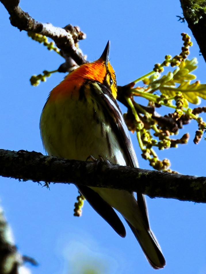 Blackburnian Warbler - ML636099842