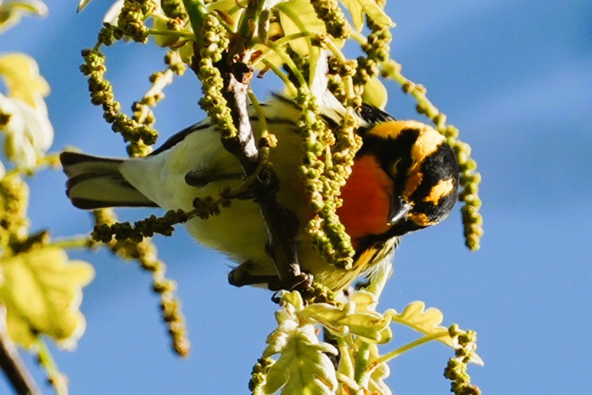 Blackburnian Warbler - ML636099843