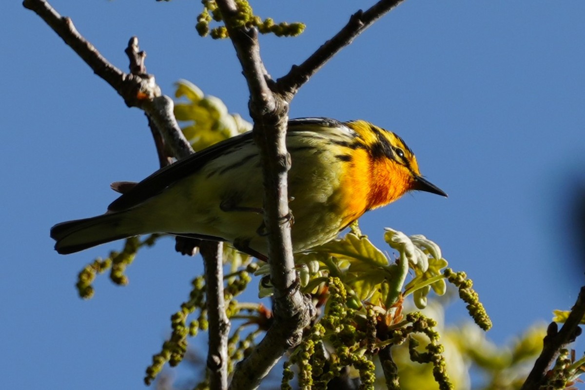 Blackburnian Warbler - ML636099844