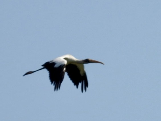 Wood Stork - ML636099896