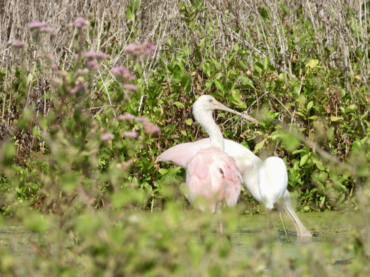 Roseate Spoonbill - ML636099911