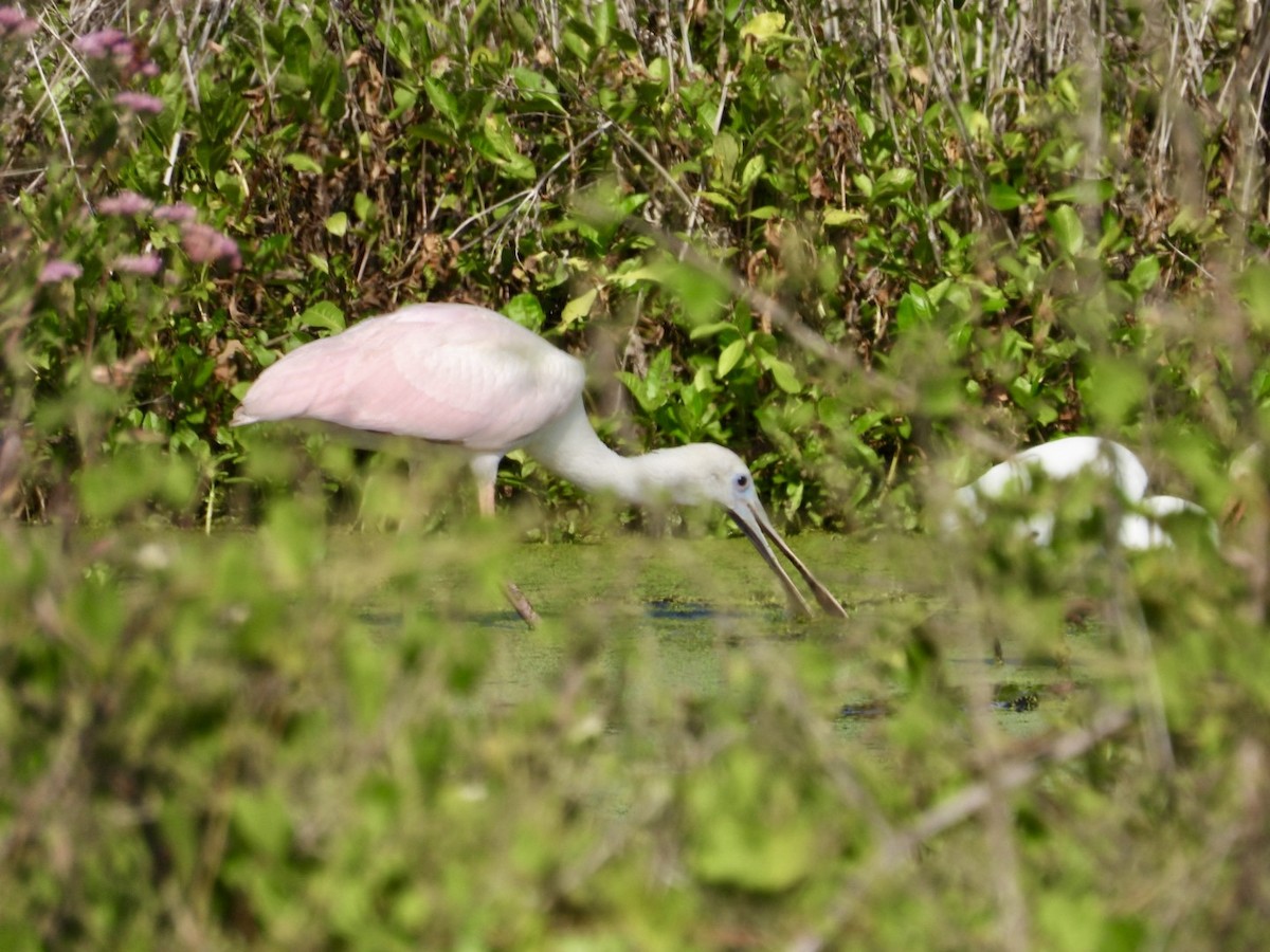 Roseate Spoonbill - ML636099912