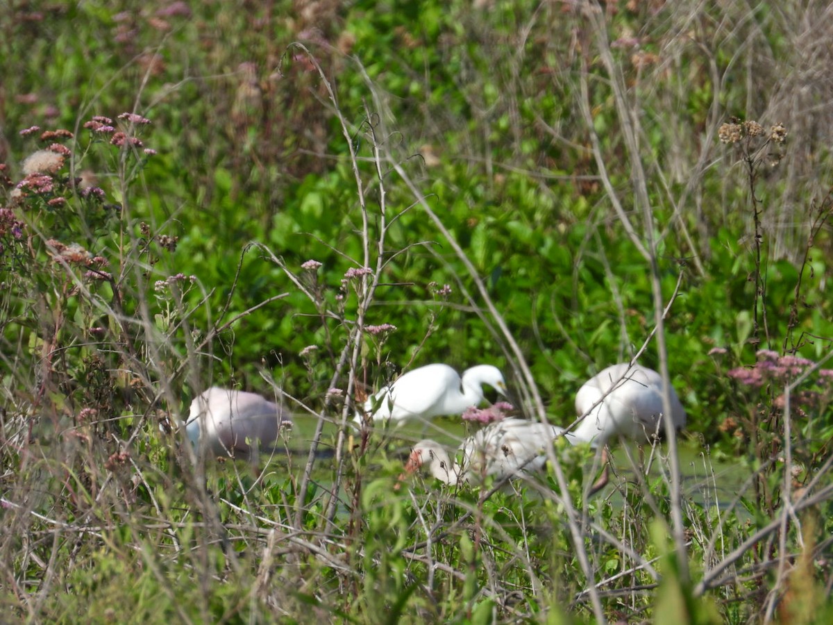 Roseate Spoonbill - ML636099913