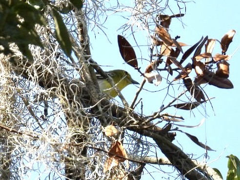 Yellow-throated Vireo - ML636099950