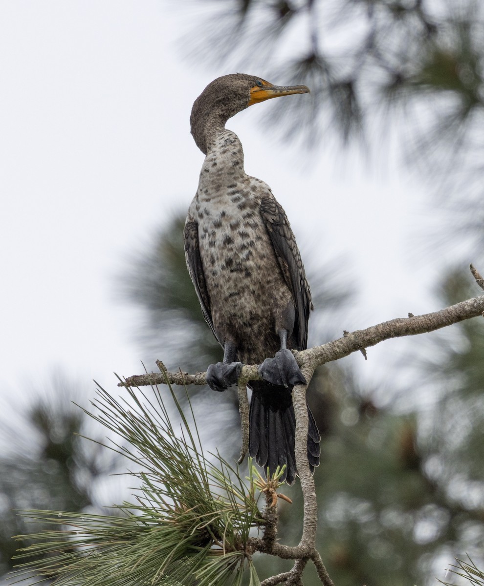 Double-crested Cormorant - ML636100093