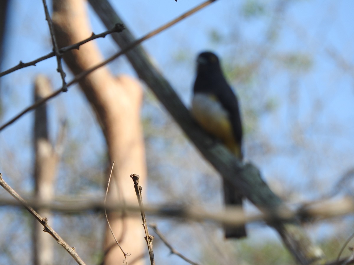 Citreoline Trogon - ML636100141