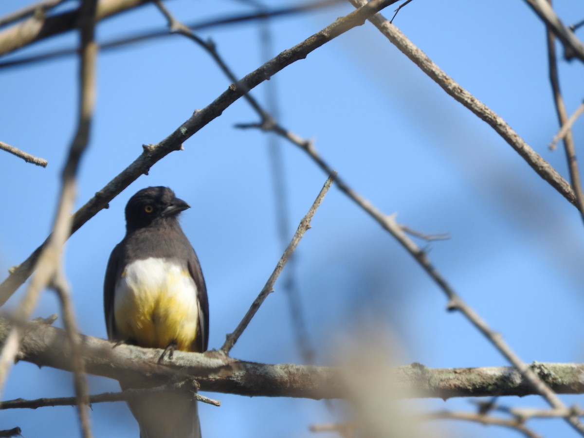Citreoline Trogon - ML636100143