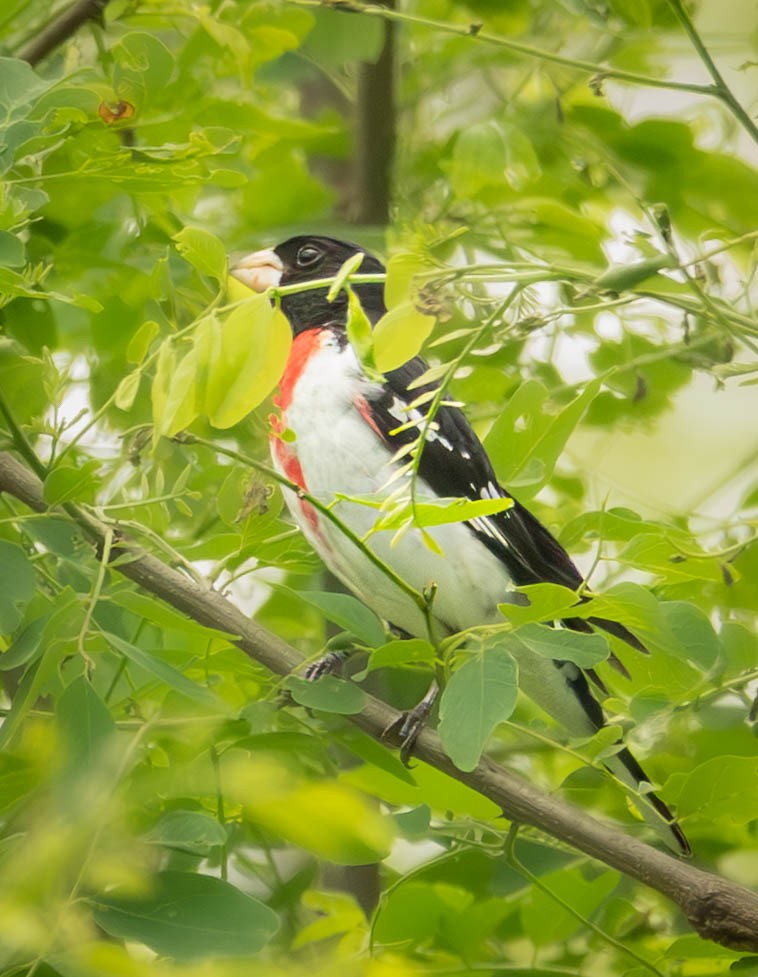 Rose-breasted Grosbeak - ML636100174