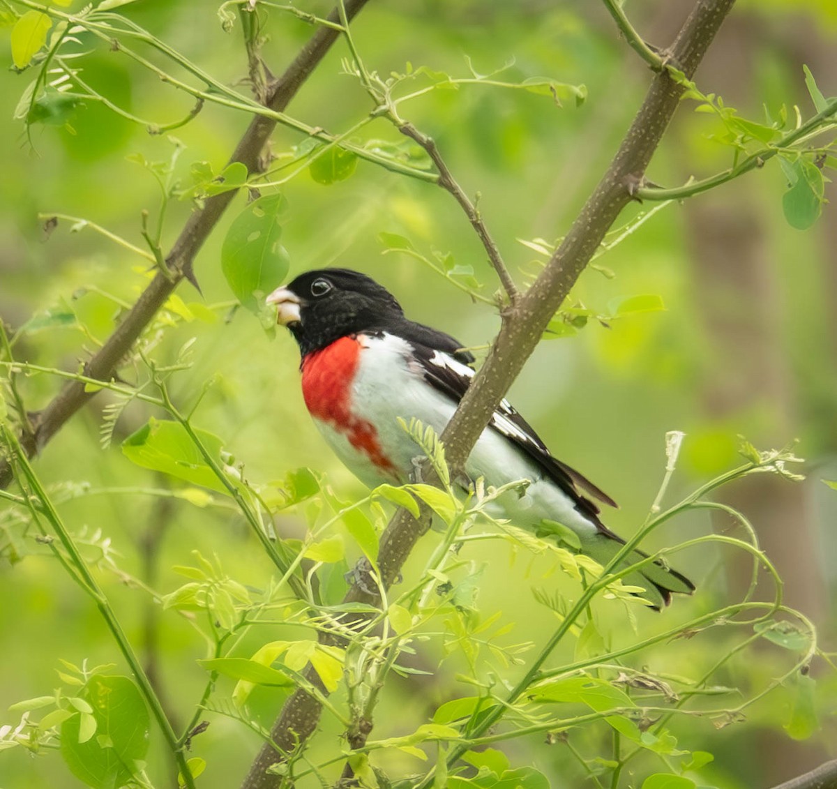 Rose-breasted Grosbeak - ML636100175