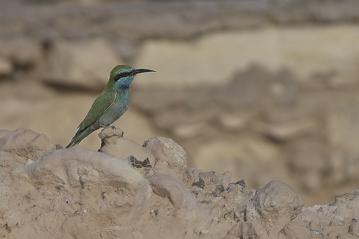 Arabian Green Bee-eater - ML636100182