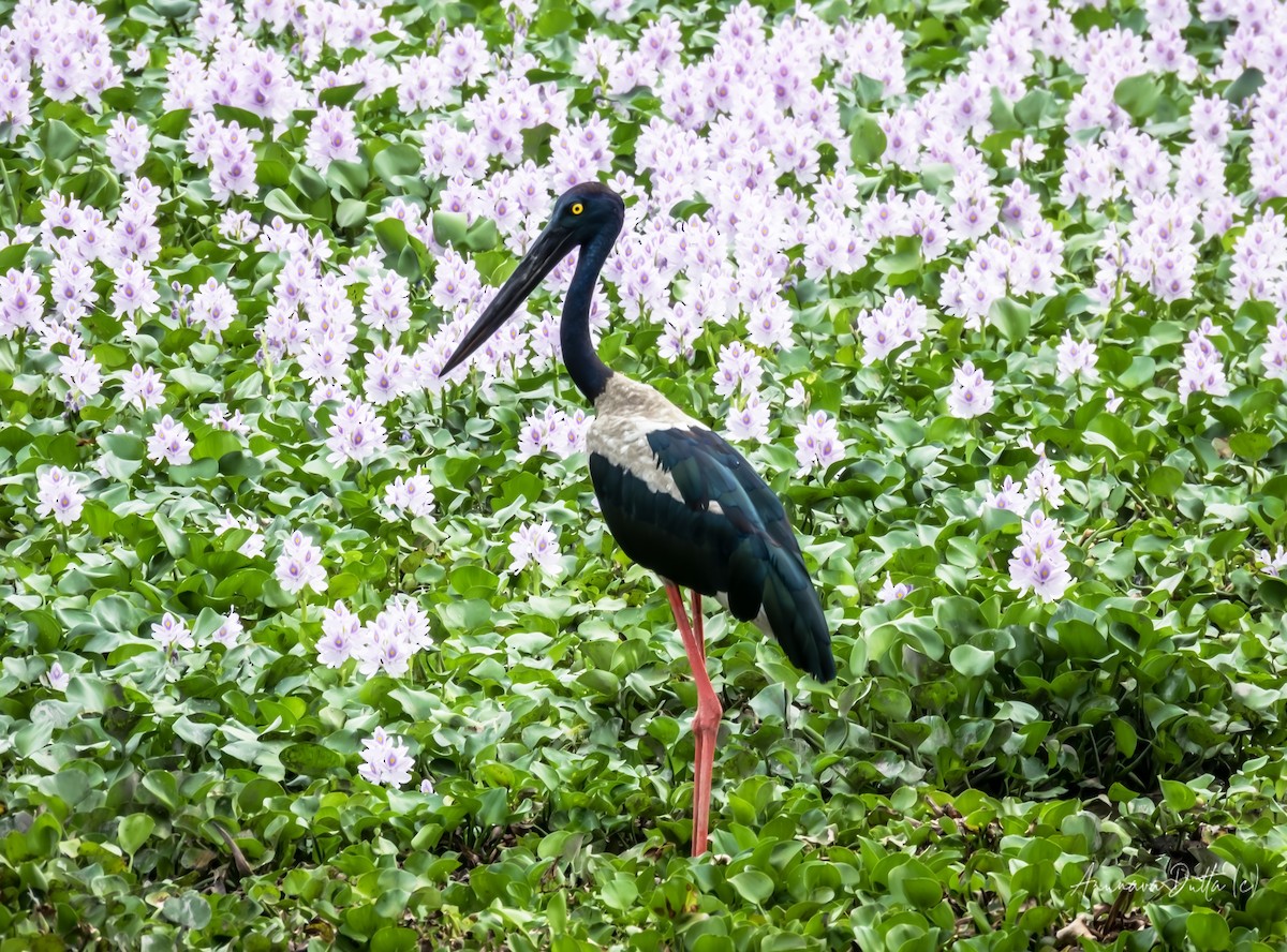 Black-necked Stork - ML636100304