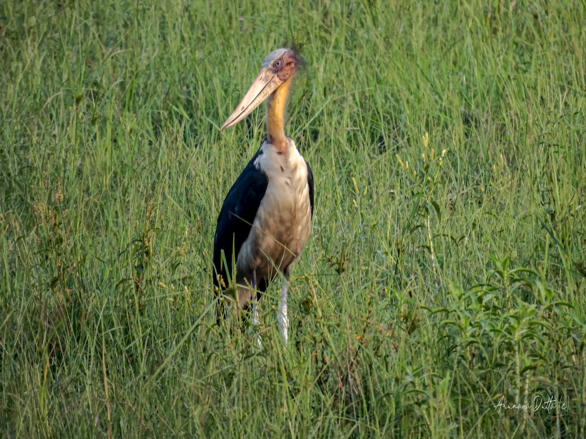 Lesser Adjutant - ML636100312