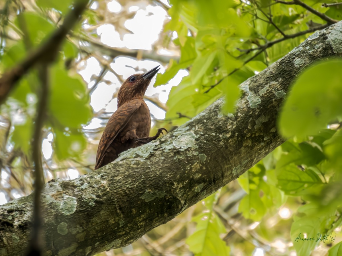 Rufous Woodpecker - ML636100337