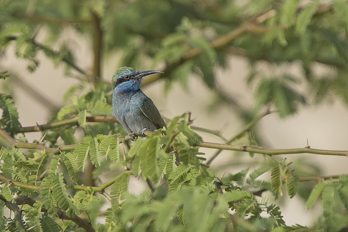 Arabian Green Bee-eater - ML636100343