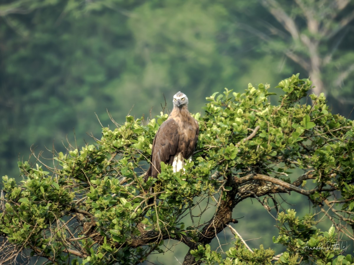 Gray-headed Fish-Eagle - ML636100378