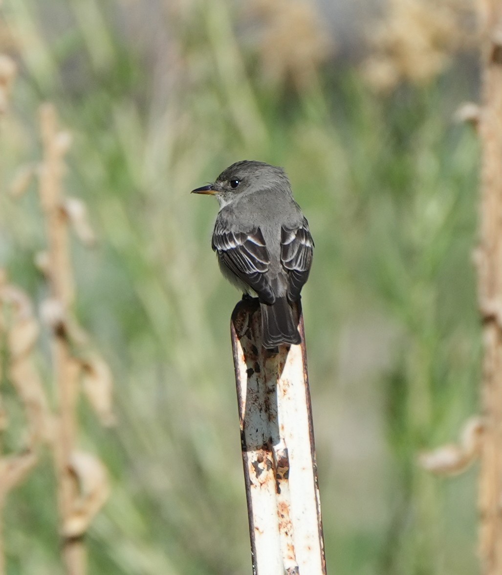 Western Wood-Pewee - ML636100432