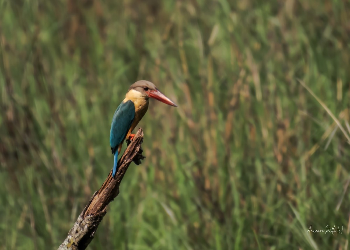 Stork-billed Kingfisher - ML636100462