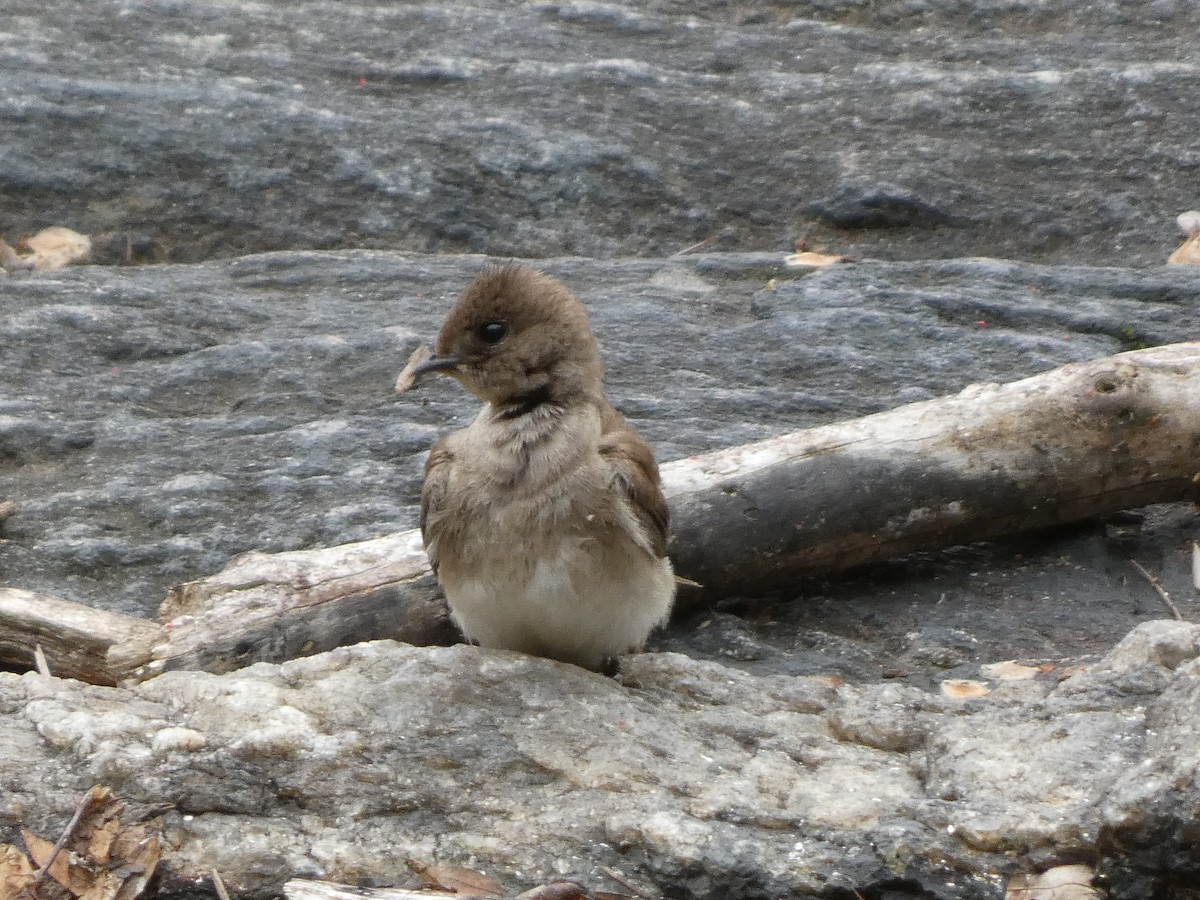 Northern Rough-winged Swallow - ML636100537