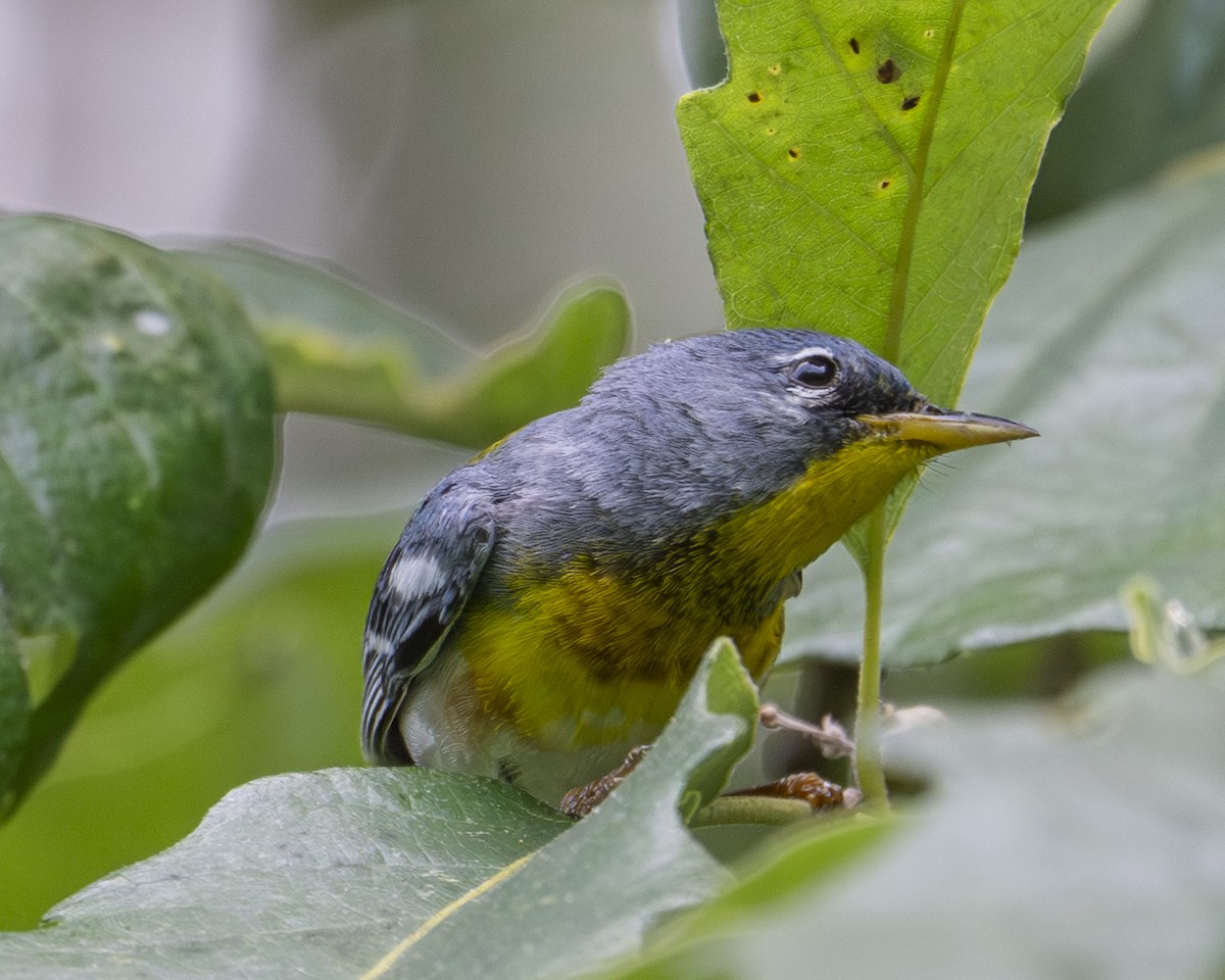 Parula Norteña - ML636100545