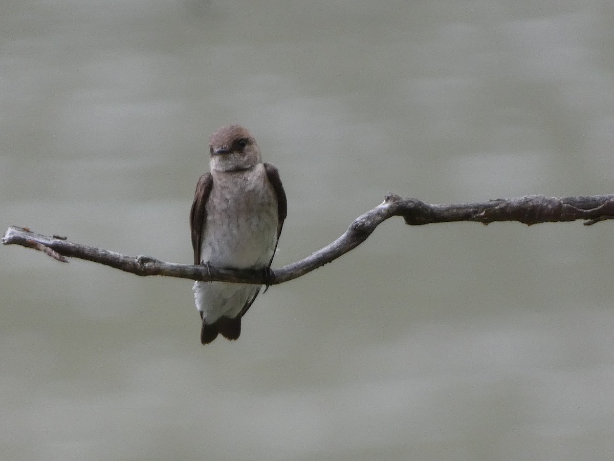 Northern Rough-winged Swallow - ML636100563