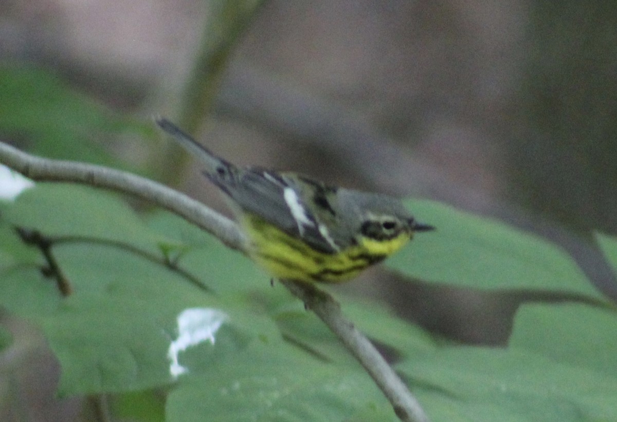 Magnolia Warbler - ML636100628