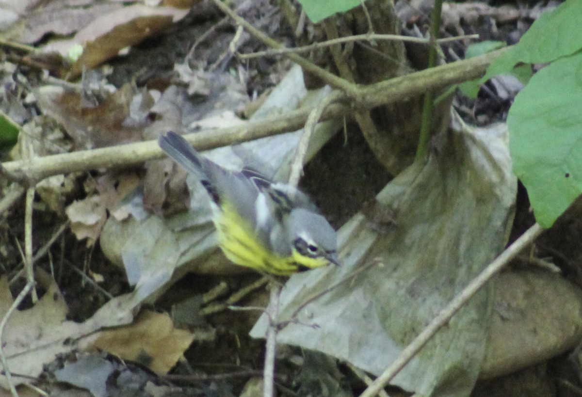 Magnolia Warbler - ML636100629