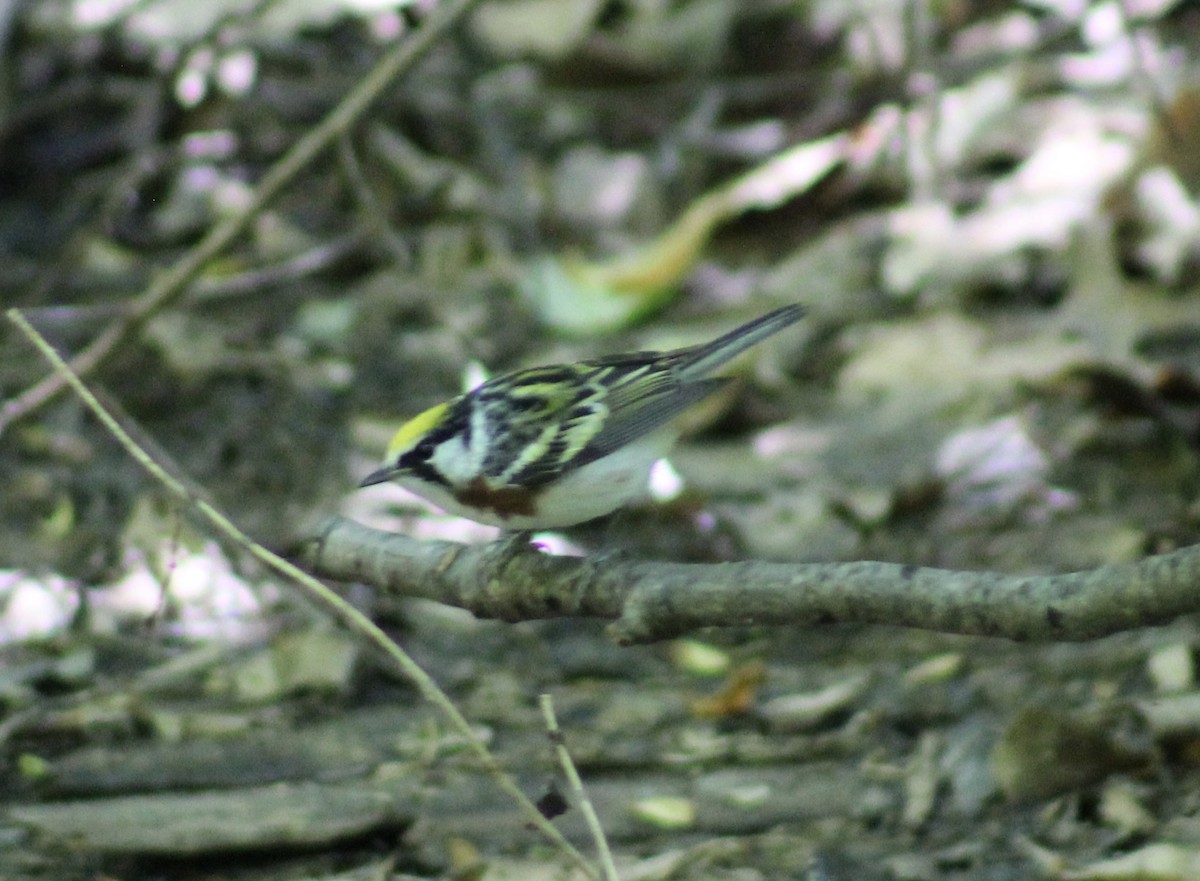 Chestnut-sided Warbler - ML636100632