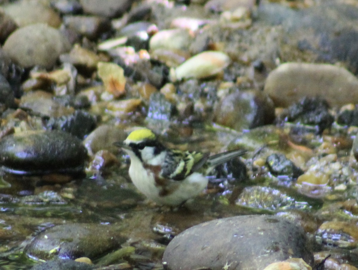 Chestnut-sided Warbler - ML636100633