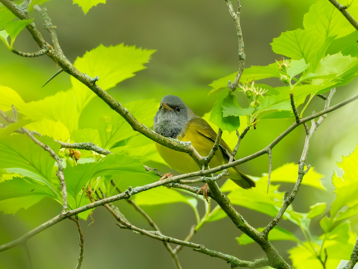 svartbrystparula - ML636100650