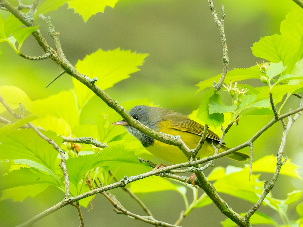 svartbrystparula - ML636100651
