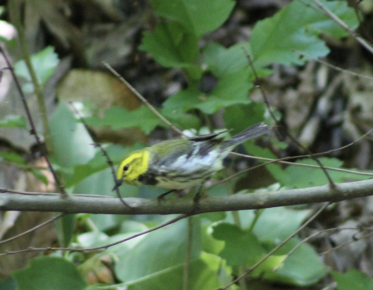 Black-throated Green Warbler - ML636100667